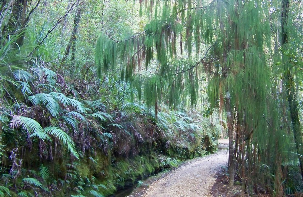 Free to wander . . . . . . . . . . . . 